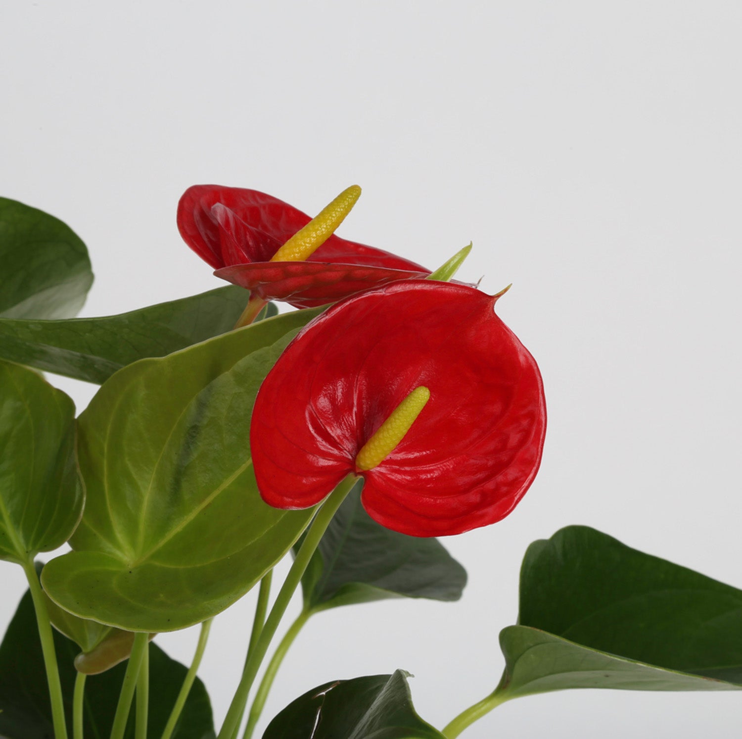 An Anthurium plant closeup foliage. 2 bright red blooms are shown with a white backdrop. 