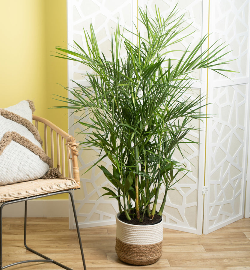 A Bamboo Palm plant in a two-tone weave basket. The backdrop is a cutely decorated living room. 