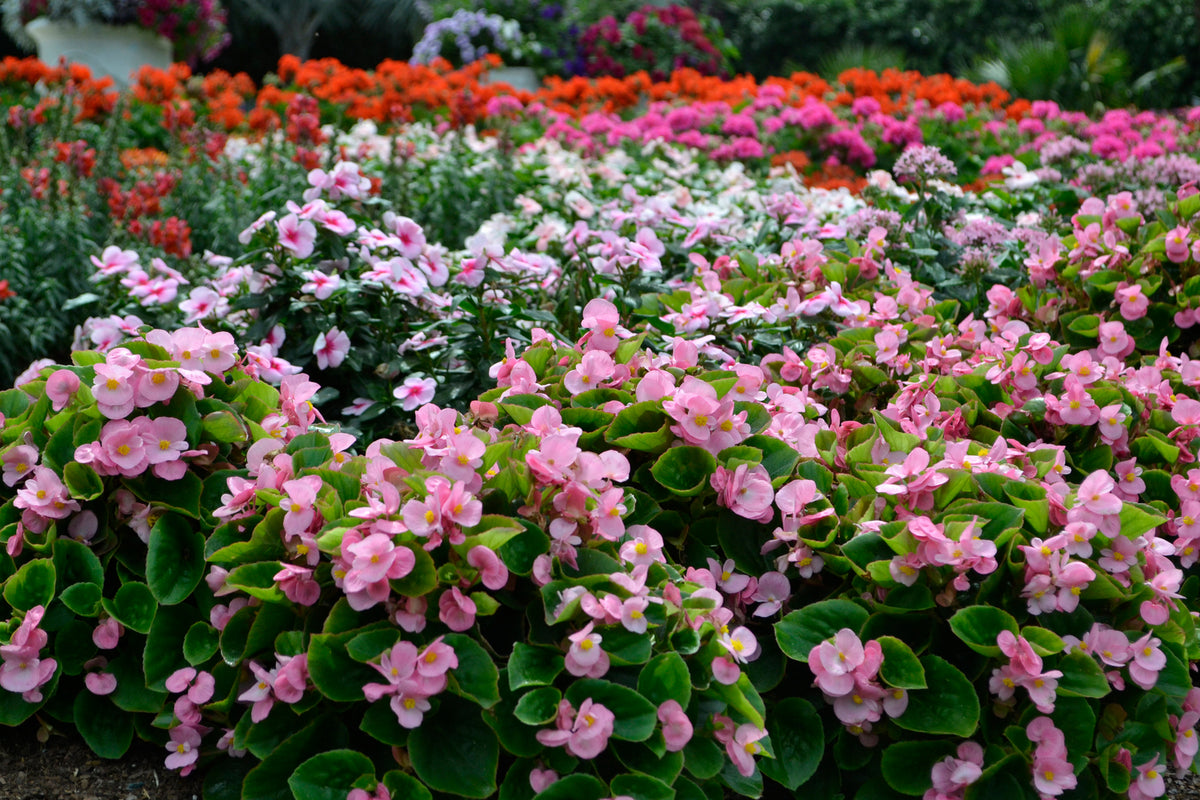 September Garden Guide: 10 Tips