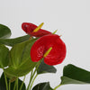 A closeup image of the anthuriums red bloom.