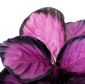 A close-up image of the Calathea Pink Star plants foliage. 