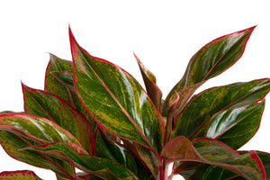 A closeup image of the Siam Aurora plant. The leaves are red & green.