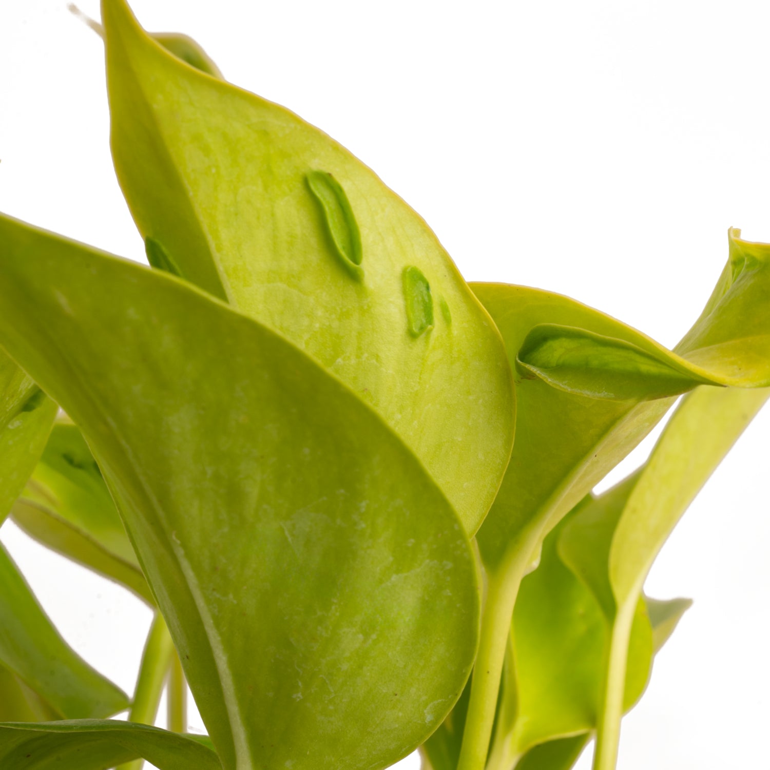 A closeup image of the Champs Elysees plant foliage. The plant has super light, lime green leaves and bits of texture in the bottom portion of the foliage.