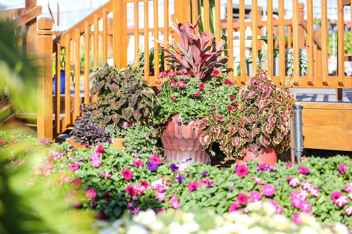 10 Garden Tips For July