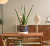 the aloe vera plant in a two tone colored navy and white pot with small leather tag decoration set in a brightly lit and modern living room. the plant is sitting in a wooden shelf that is decorated with a book and a candle 