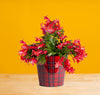 holiday cactus in festive red plaid tin with tag reading "wish you a merry christmas", set against a bright yellow background