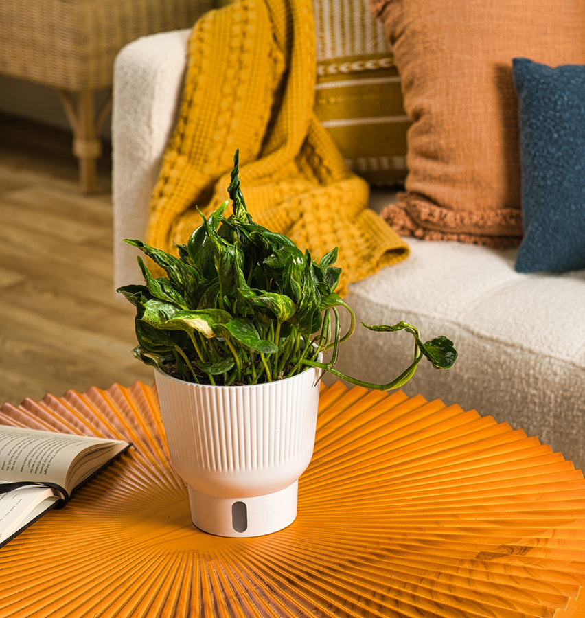 A Shang-ri La plant sits on a bright yellow table with a couch in the background and blanket with pillows.