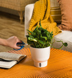 A Shangri-La plant sits on a yellow table while a hand extends out to trim the plant with scissors. 