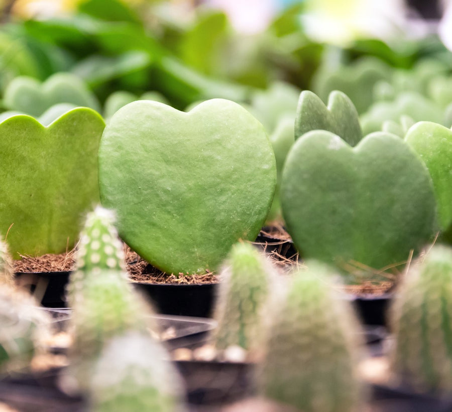 Hoya Heart Succulent | small