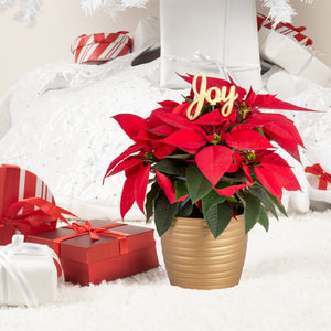 Our Holiday Gift Guide Is Live!