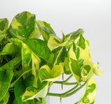 A closeup image of the Lemon Meringue plant foliage. The leaves are green with yellow variegation. 