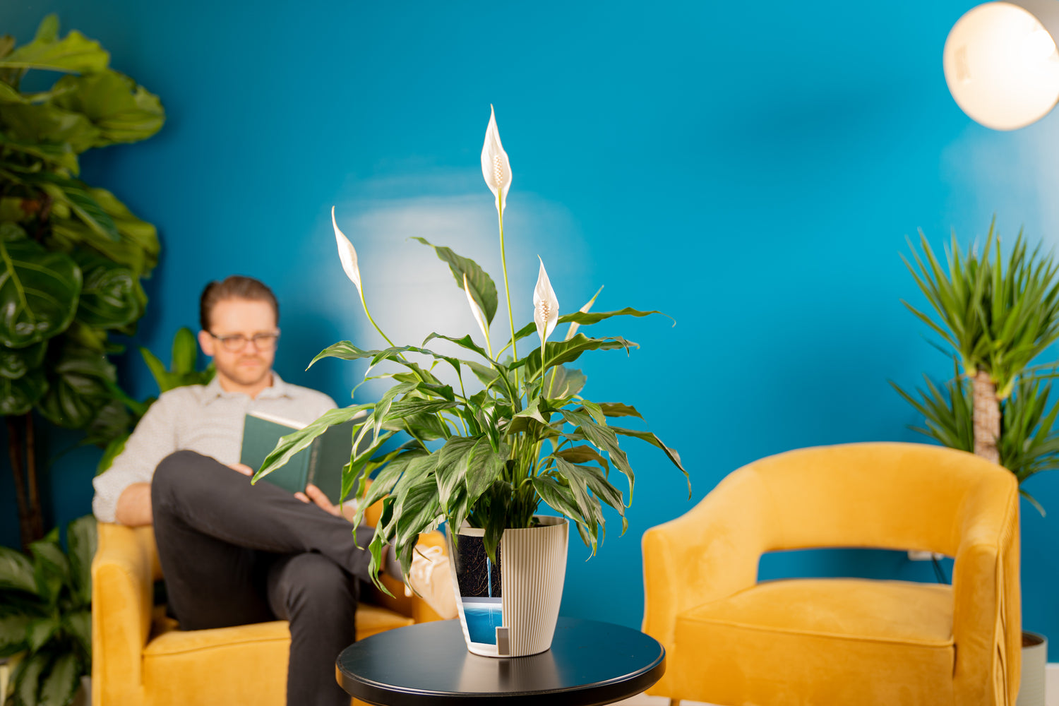 Peace Lily in Wick and Grow pot with a man reading a book in the background