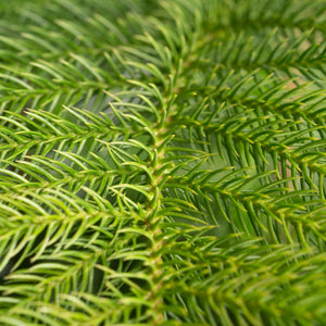 close up of the pine needles featured on the norfolk island pine and showcasing the vibrant green color of the needles 