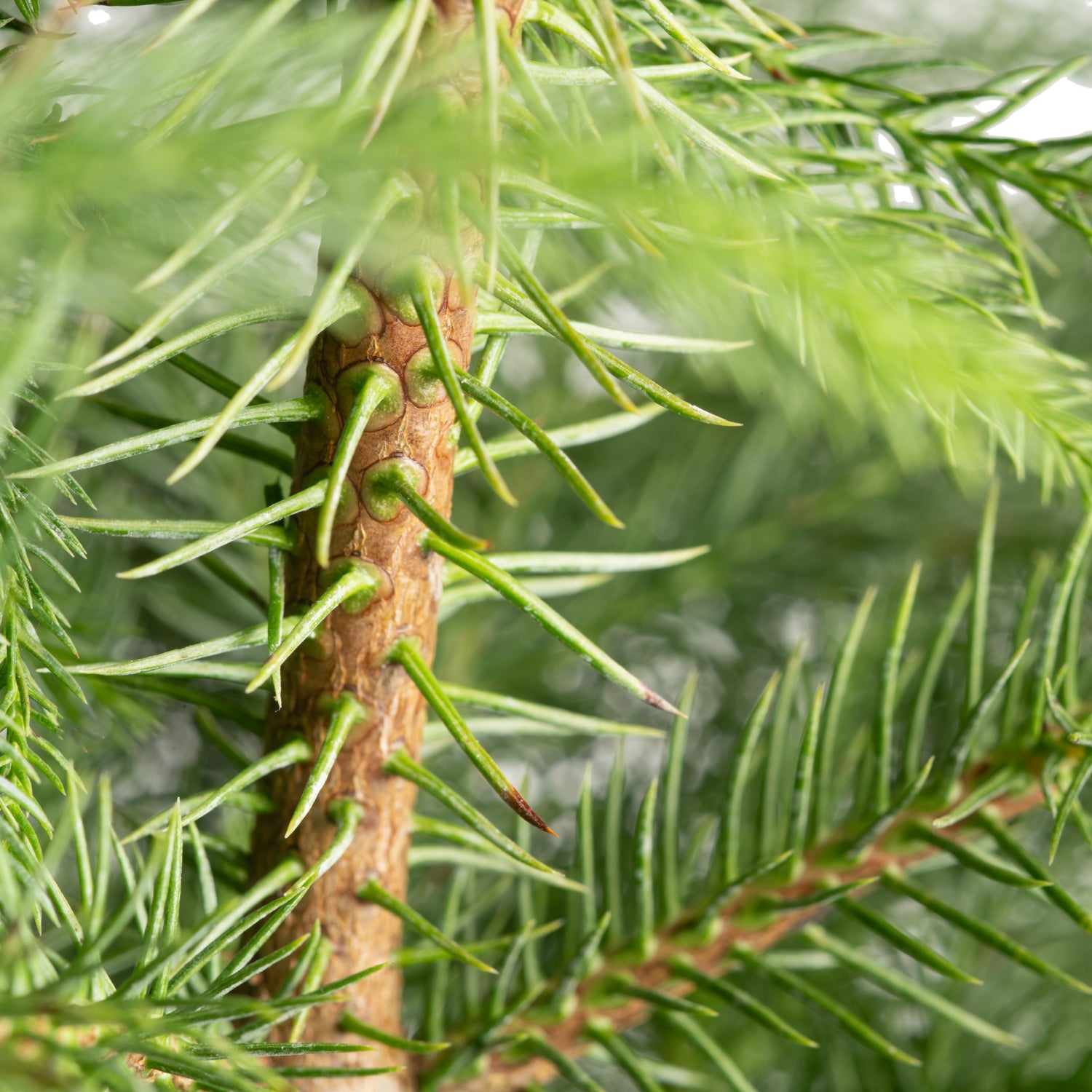 detailed view of norfolk island pine foliage, you can see the needles up close of the pine 