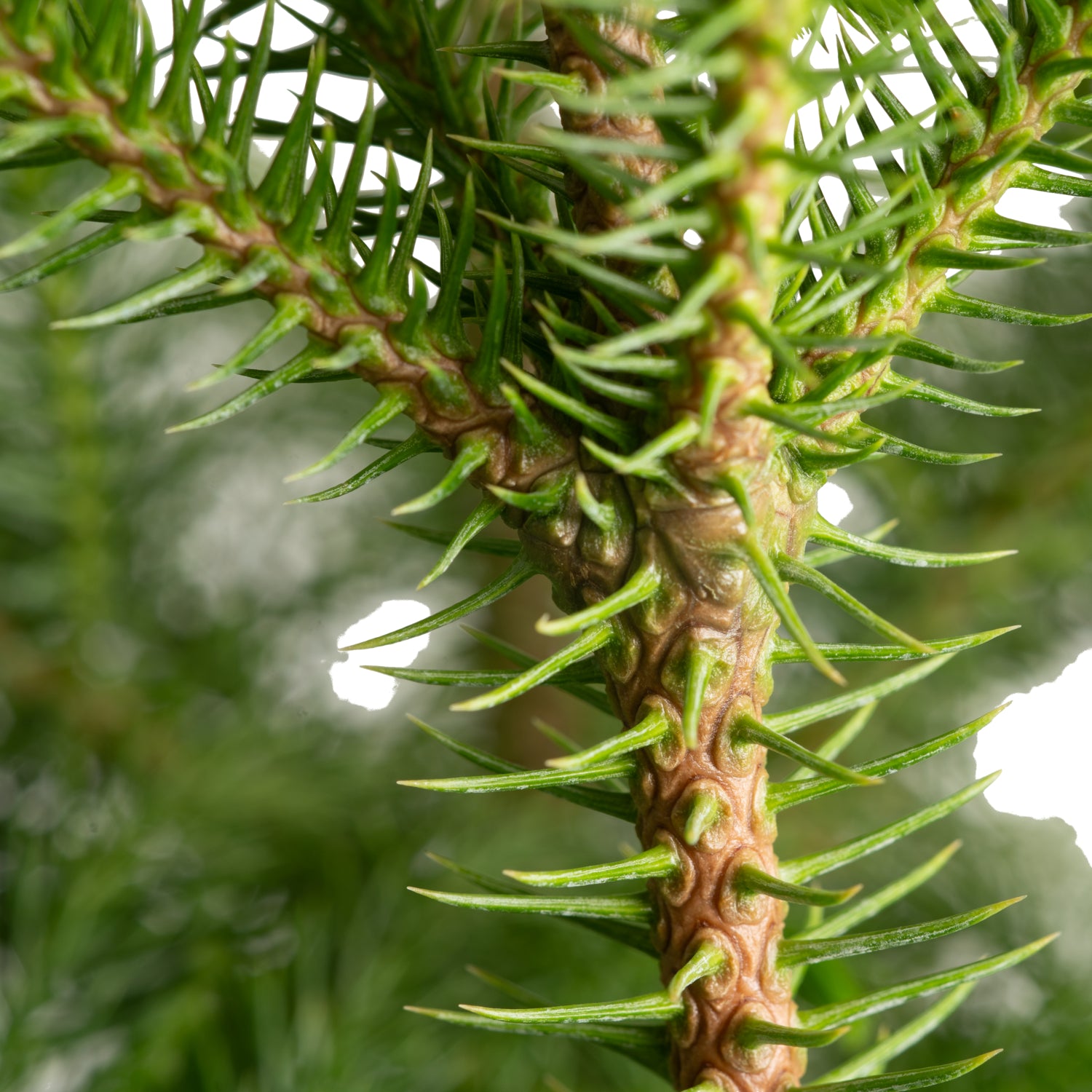 A closeup image of the norfolk island pine.