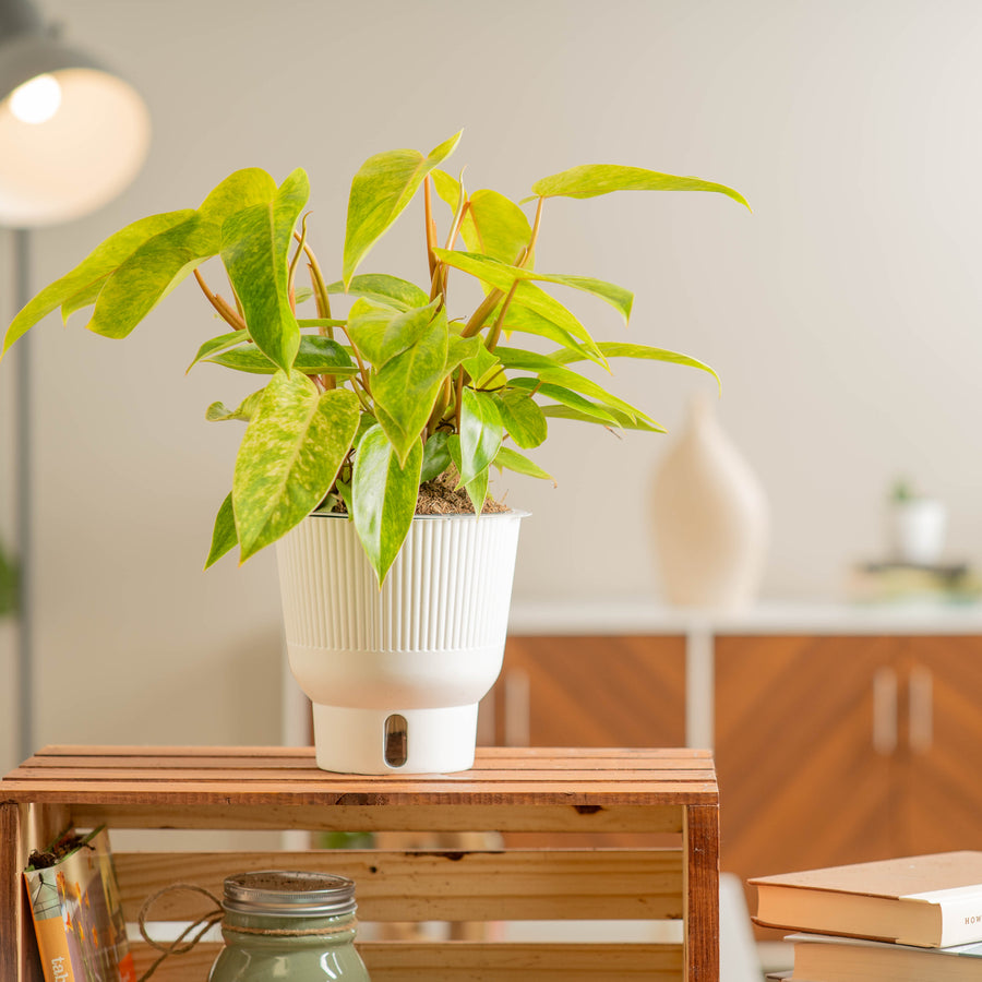 The Painted Lady plant on a light wooden shelf. The foliage is a pointed shape with lime green leaves and splashes of yellow variegation. 