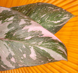 A closeup image of the Pink Princess plant. The leaves are green with splashes of pink variegation.