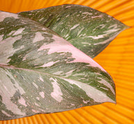 pink princess philodendron for sale Pink Princess Philodendron