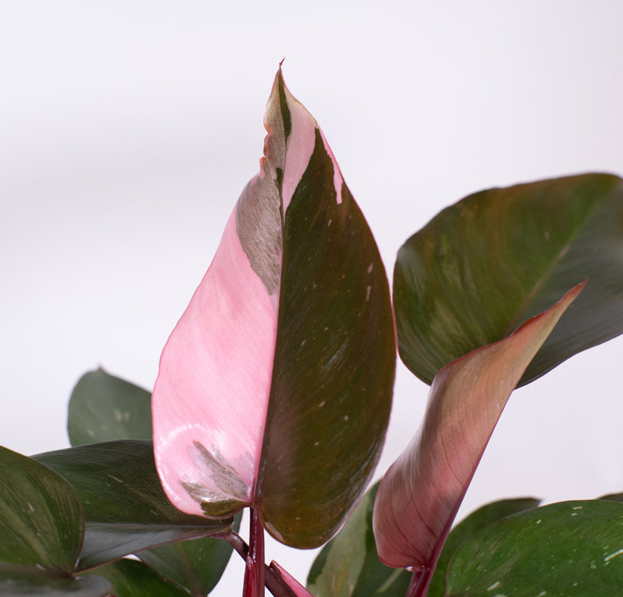 A closeup image of the Pink Princess plant showcasing a half moon variegation. 