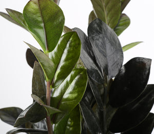 A closeup image of the Raven ZZs foliage. It has dark green, almost black, leaves. 