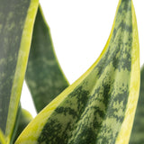 A closeup image of the snake plant foliage. It is green with yellow edges. 