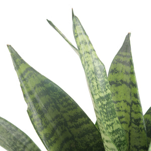 A closeup image of the snake plant foliage. It is green with darker green stripes.