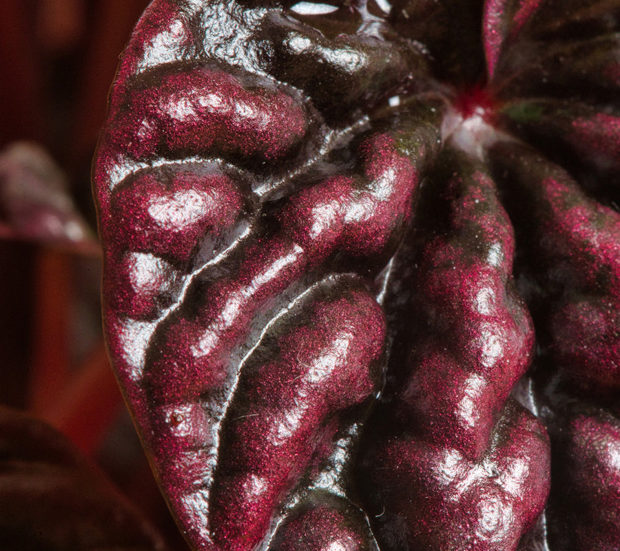 A closeup image of the Peperomia Schumi red. The foliage is glossy and glitters a beautiful ruby red shade. 