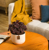 A Peperomia Schumi Red plant in a pink & cream container in a living room setting.