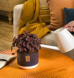 A Peperomia Schumi Red plant in a navy & cream container in a living room setting. A white watering can extends out to water the soil. 