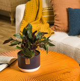 A Tradescantia Roxxo plant in a navy & cream decor container with a living room setting. The plant has green foliage with a red underleaf.