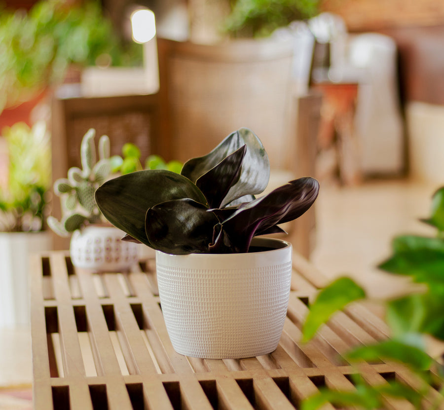 Geogenanthus plants sits on a light-wooden table. he plant is in a beautiful white decor container and planty-themed backdrop. 