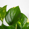 Golden Pothos | small