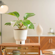 A White Knight plants sits on a light wooden table. The plant is inside a white self-watering container and boasts beautiful green leaves with white variegation. 