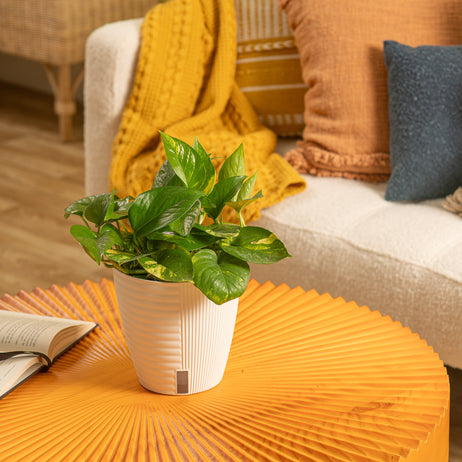 Golden Pothos | medium