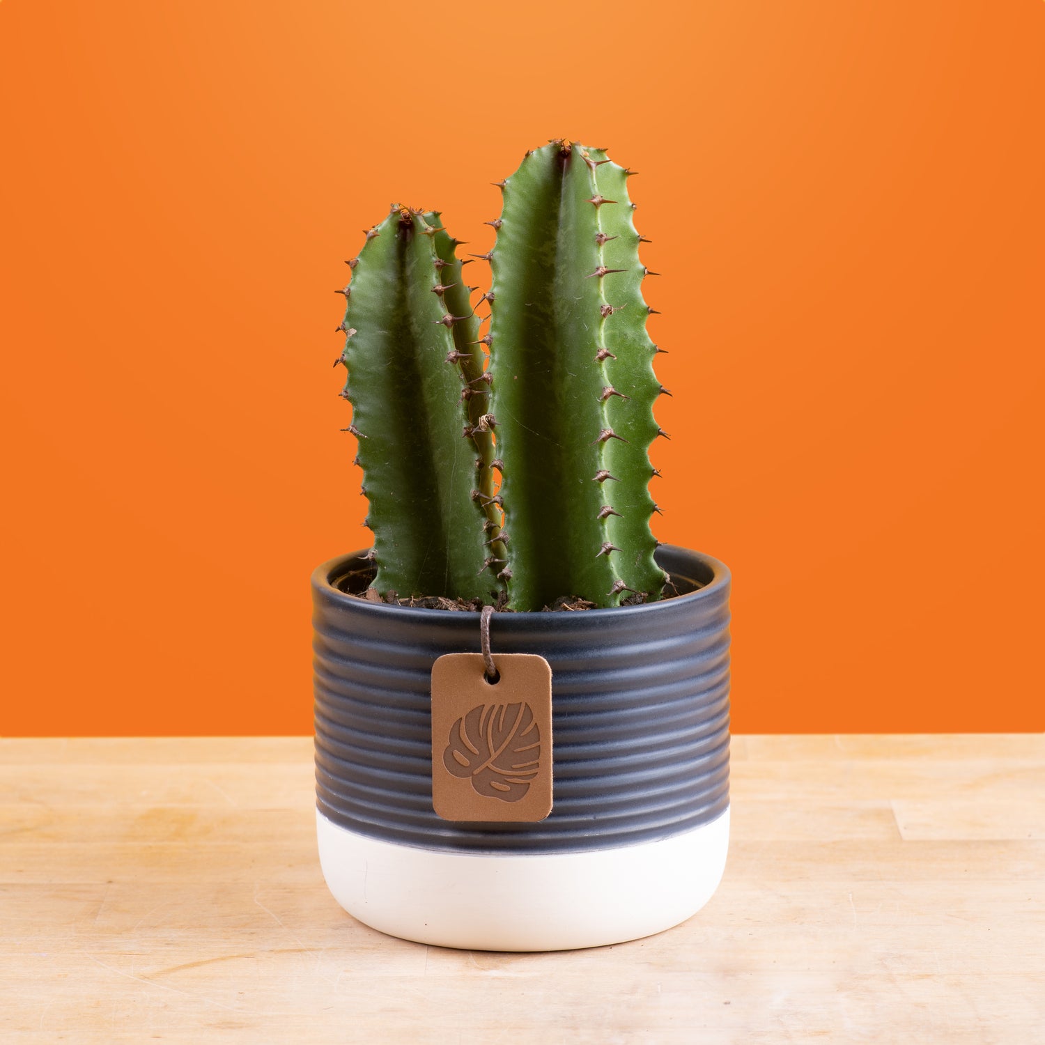 A Desert Candle cacti sits on a light wooden table with a bright orange backdrop. The cacti is in a two-tone navy & cream ceramic pot. The cacti petals grow upwards and show 2 in the pot with spikes all around. 