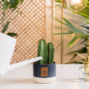 A Desert Candle cacti sits on a light white table in a living room setting. The cacti is in a two-tone navy & cream ceramic pot. The cacti petals grow upwards and show 2 in the pot with spikes all around. A white watering can extends out to water the soil lightly. 