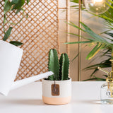 A Desert Candle cacti sits on a light white table in a living room setting. The cacti is in a two-tone pink & cream ceramic pot. The cacti petals grow upwards and show 2 in the pot with spikes all around. A white watering can extends out to water the soil lightly. 