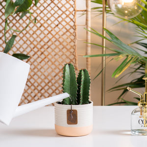 A Desert Candle cacti sits on a light white table in a living room setting. The cacti is in a two-tone pink & cream ceramic pot. The cacti petals grow upwards and show 2 in the pot with spikes all around. A white watering can extends out to water the soil lightly. 