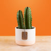 A Desert Candle cacti sits on a light wooden table with a bright orange backdrop. The cacti is in a two-tone pink & cream ceramic pot. The cacti petals grow upwards and show 2 in the pot with spikes all around. 