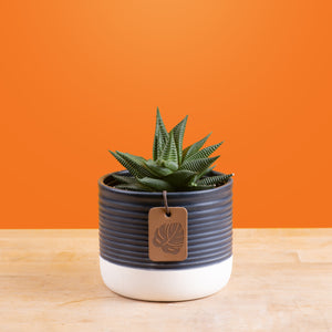 A Haworthia Pumila succulent sits on a light wooden table with a bright orange backdrop. The petals are pointy and have a striped design. The container is a cute blue and white ceramic. 