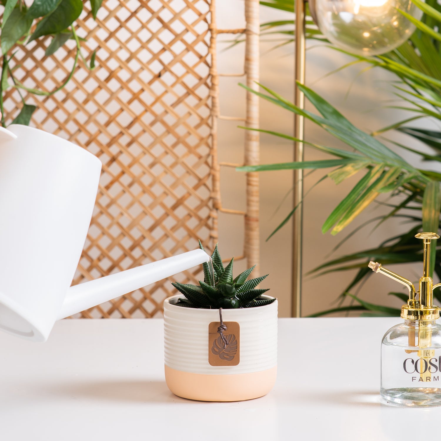 A Haworthia Pumila succulent sits on a white table with a glass & gold mister to its' right. The petals are pointy and have a striped design. The container is a cute pink and white ceramic. A white watering can extends out to water the soil lightly. 