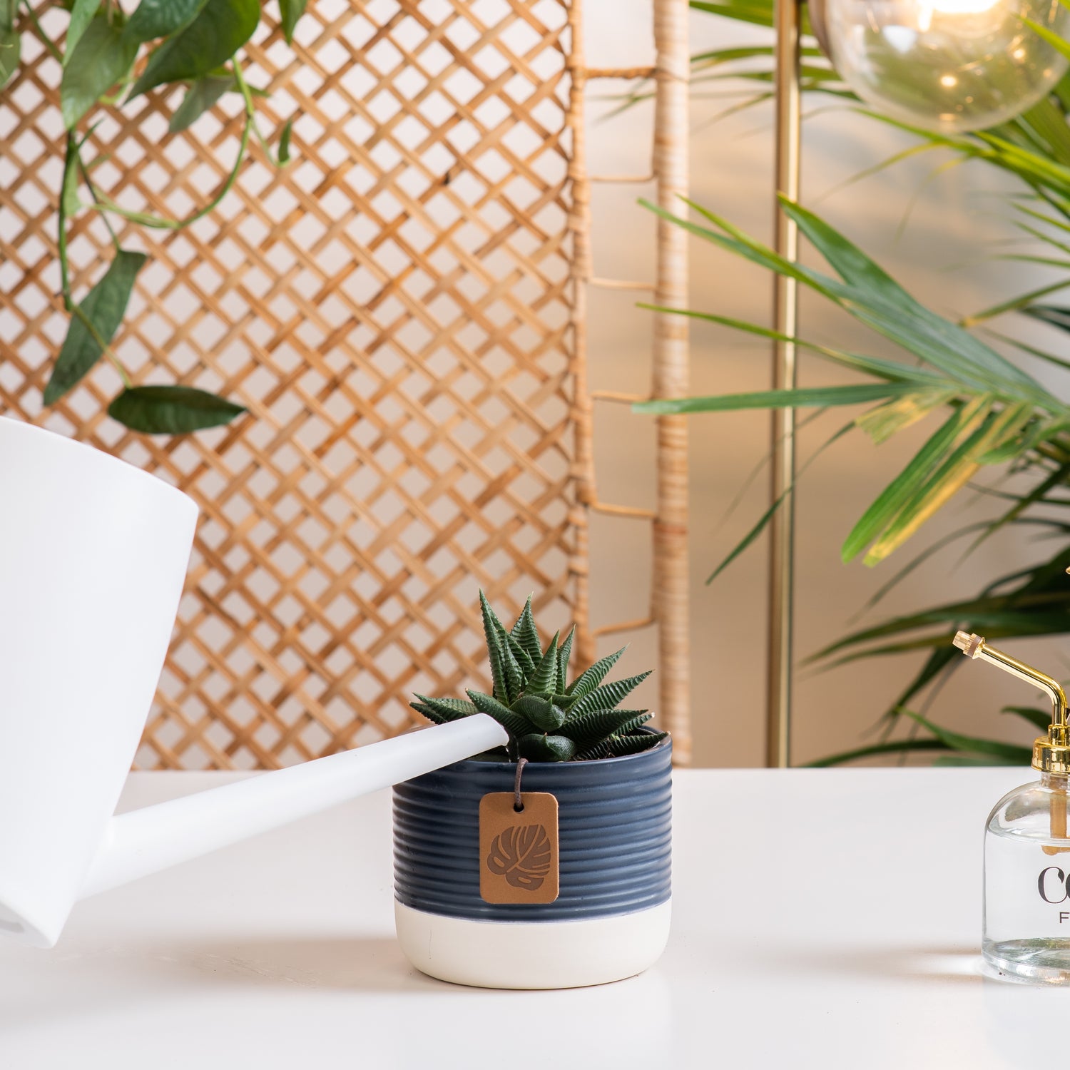 A Haworthia Pumila succulent sits on a white table with a glass & gold mister to its' right. The petals are pointy and have a striped design. The container is a cute blue and white ceramic. A white watering can extends out to water the soil lightly. 