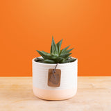 A Haworthia Pumila succulent sits on a light wooden table with a bright orange backdrop. The petals are pointy and have a striped design. The container is a cute pink and white ceramic. 