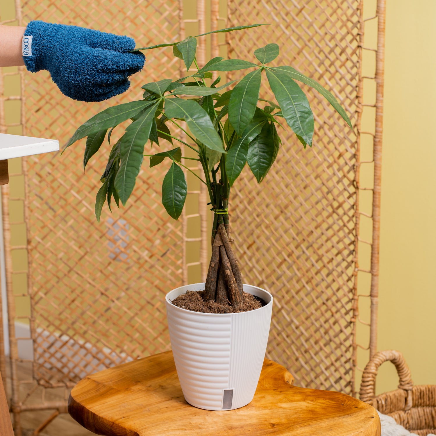 A medium sized Money Tree plant sits on a wood table. A hand extends out with a blue fuzzy glove to tend to the plant. The foliage is green and the trunk is braided. It is inside a self-watering decor container. 