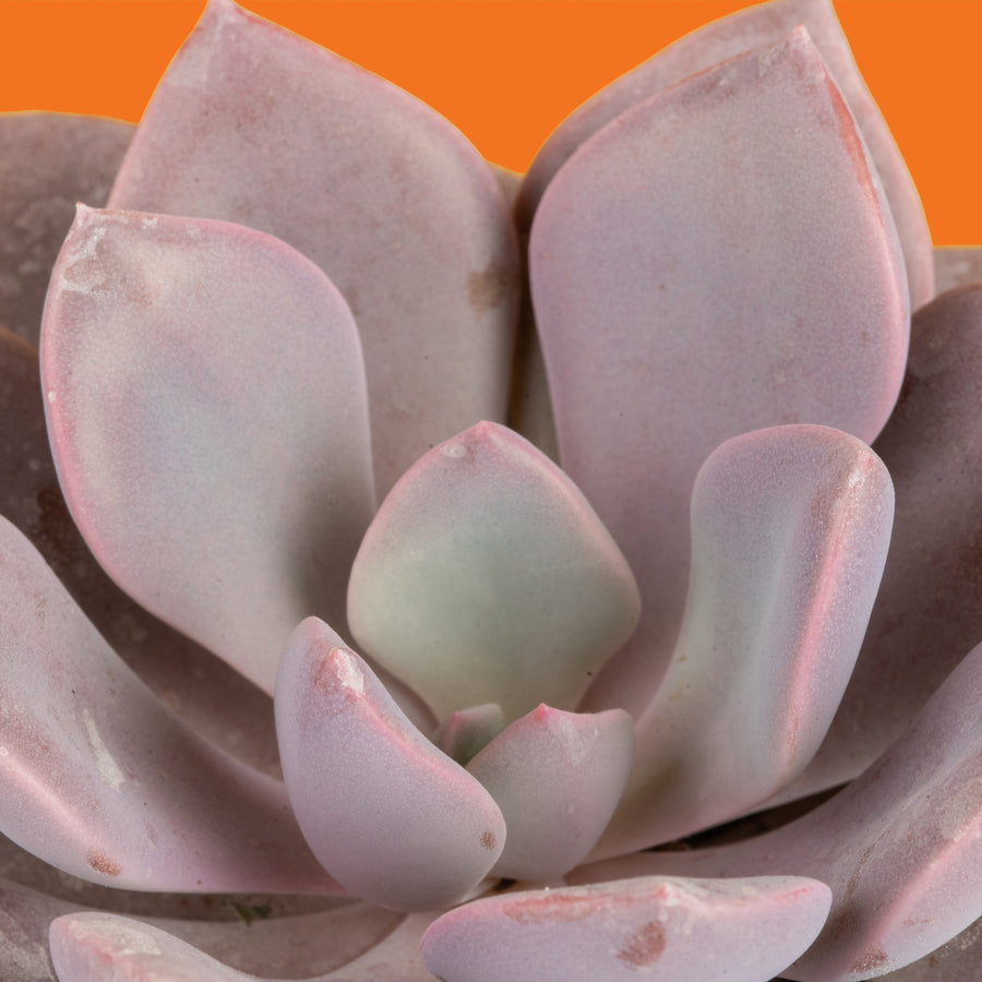 graptoveria debbie succulent Graptoveria Debbi Succulent