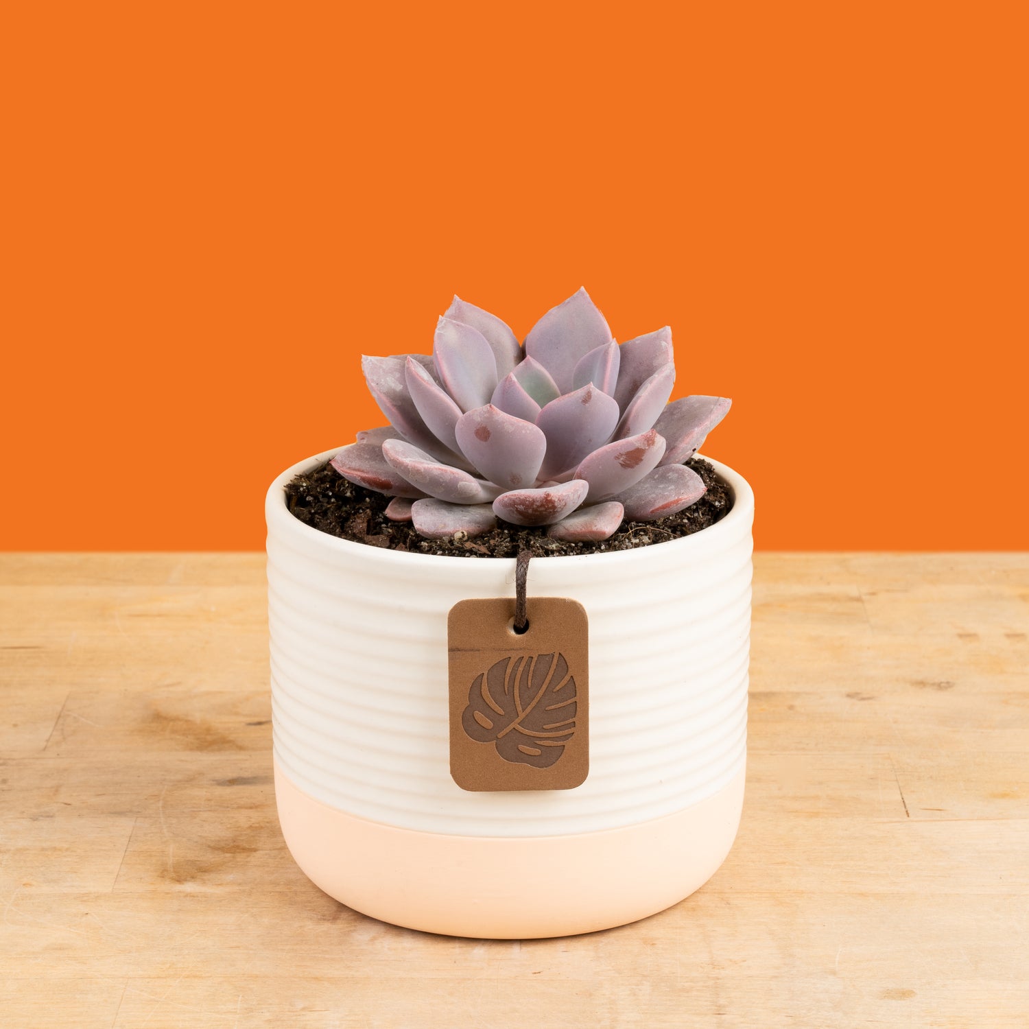 A Graptoveria Debi succulent sits on a light wooden table with an orange backdrop. The succulent is in acute pink and white ceramic decor container. The petals are a light purple color. 