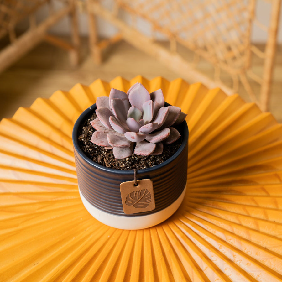 A Graptoveria Debi succulent sits on a bright orange coffee table. The petals are a beautiful light purple color.