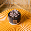 A Graptoveria Debi succulent sits on a bright orange coffee table. The petals are a beautiful light purple color.