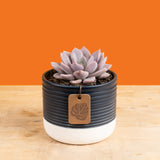 A Graptoveria Debi succulent sits on a light wooden table with an orange backdrop. The succulent is in acute blue and white ceramic decor container. The petals are a light purple color. 