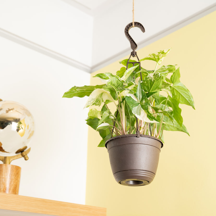 An Albo syngonium hangs from a ceiling in a black grower's hanging basket. 